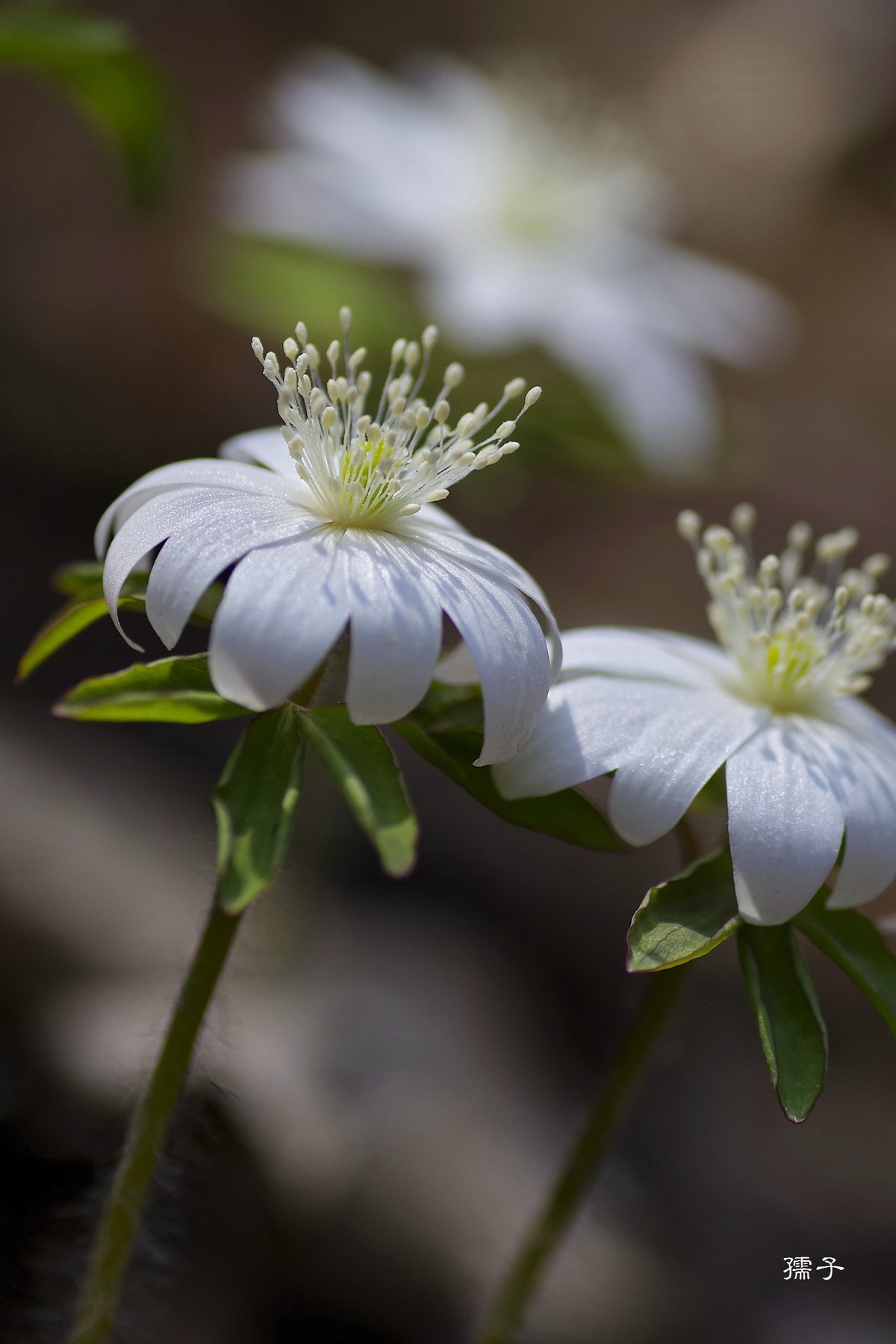 东北山区森林里的多被银莲花(宾得k1+腾龙272E)