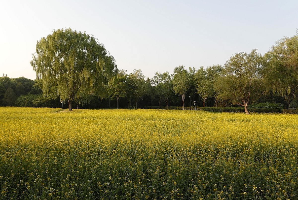 油菜花开满地金-之二