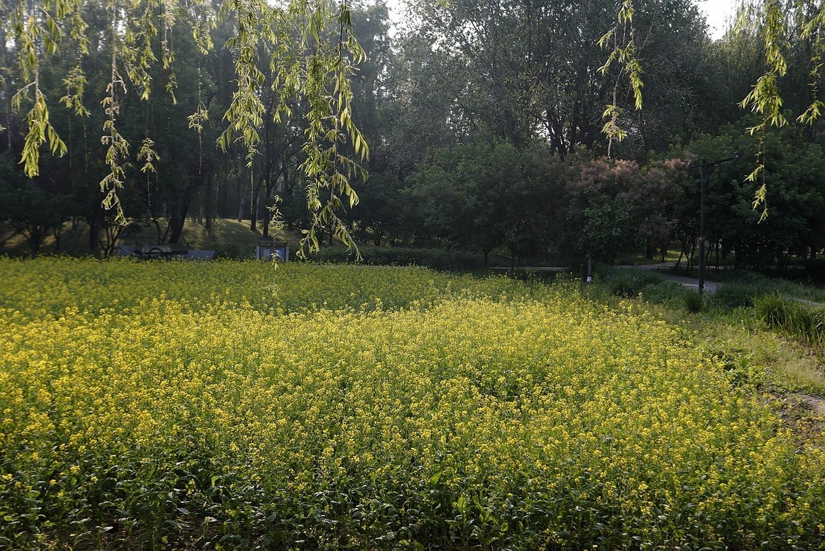 油菜花开满地金-之二