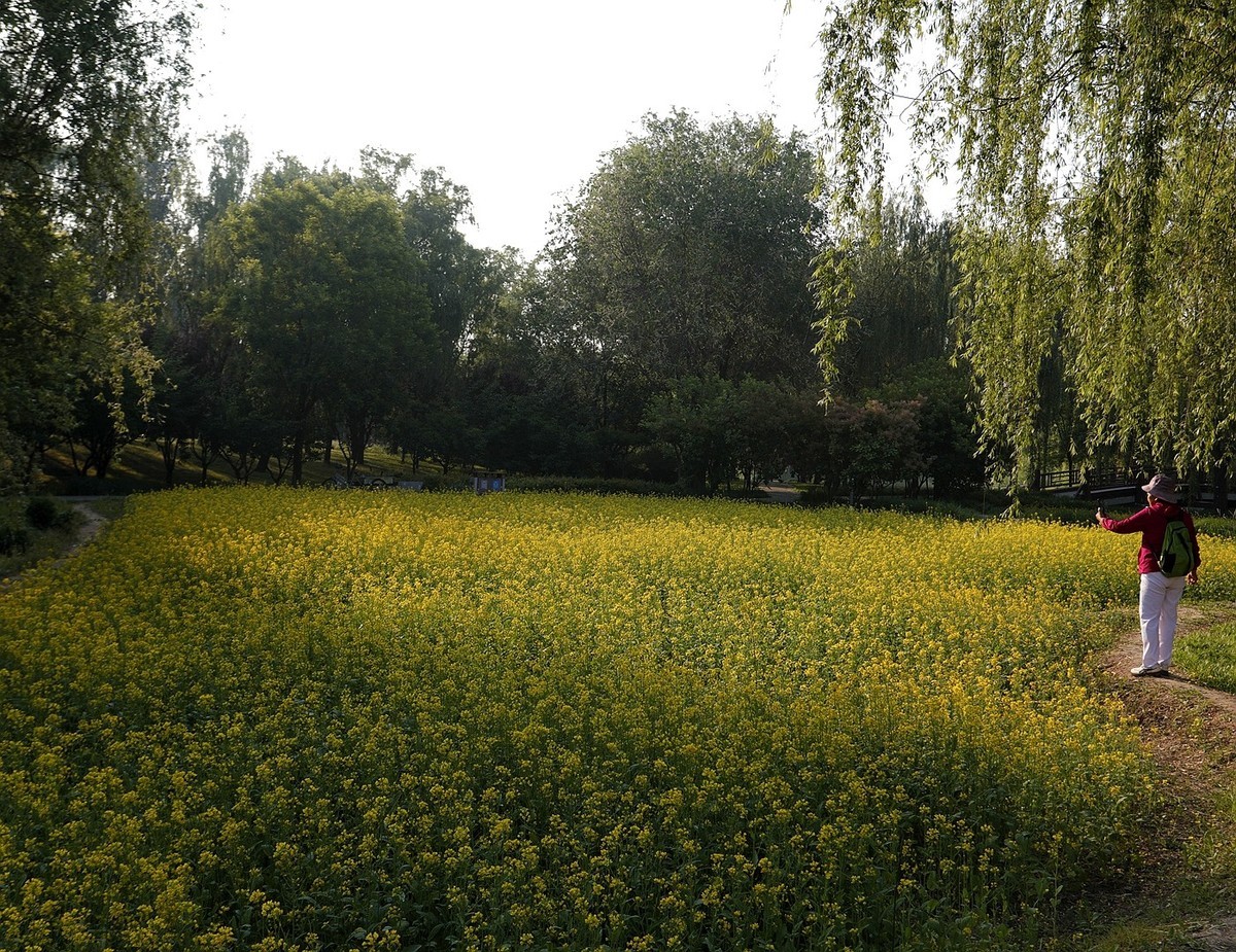 油菜花开满地金-之二