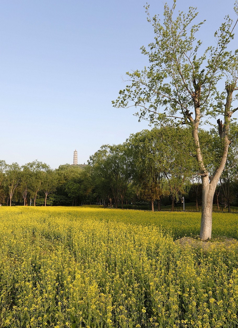 油菜花开满地金-之二