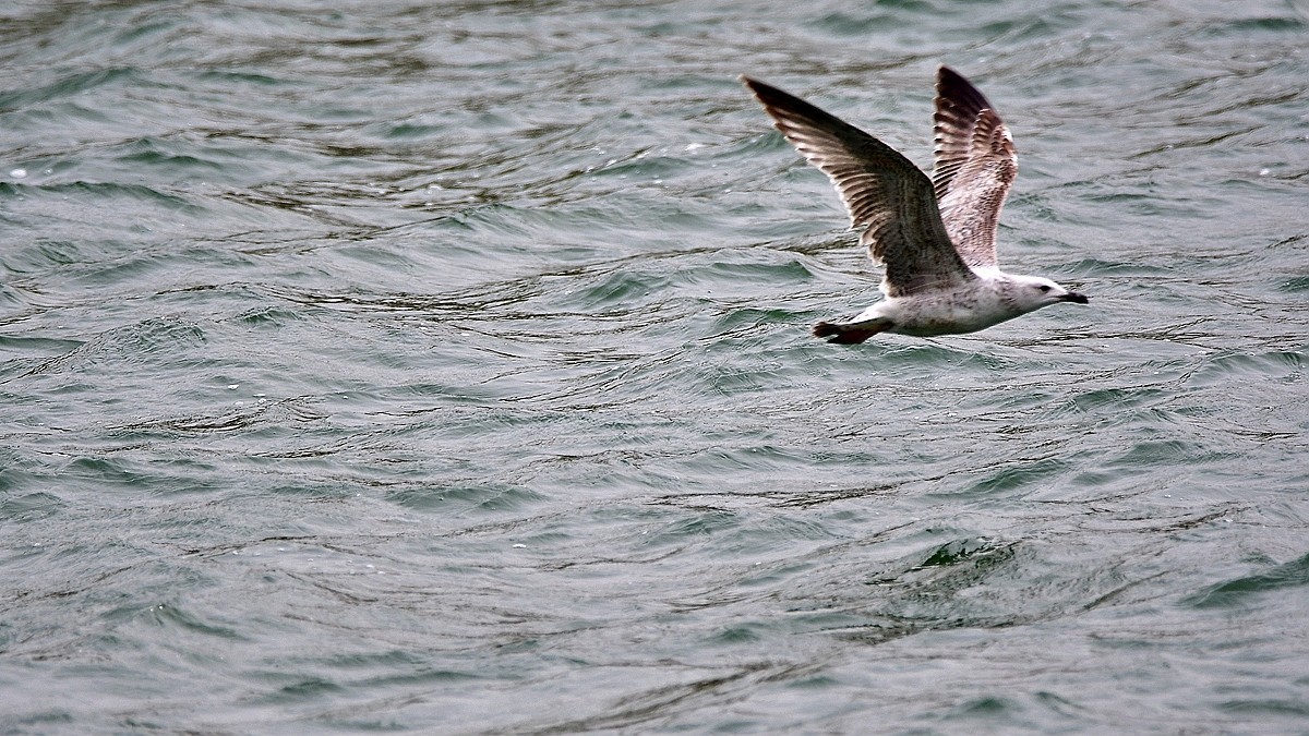 【视觉光影】银鸥飞舞（52）