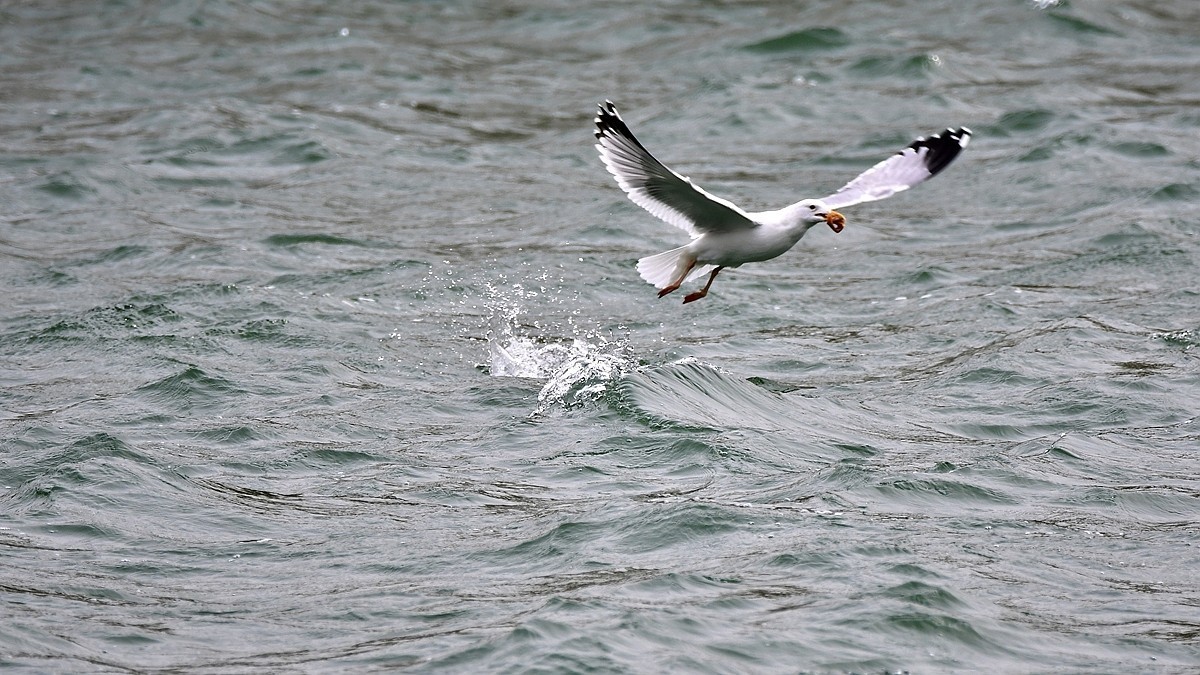 【视觉光影】银鸥飞舞（52）