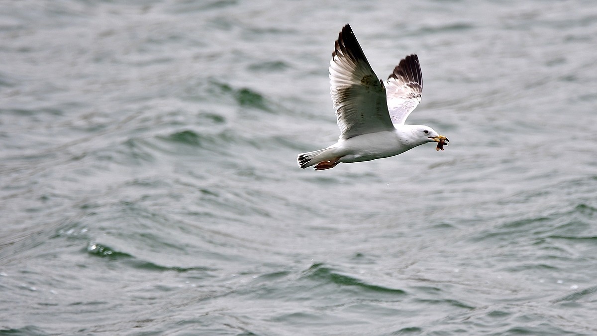 【视觉光影】银鸥飞舞（52）