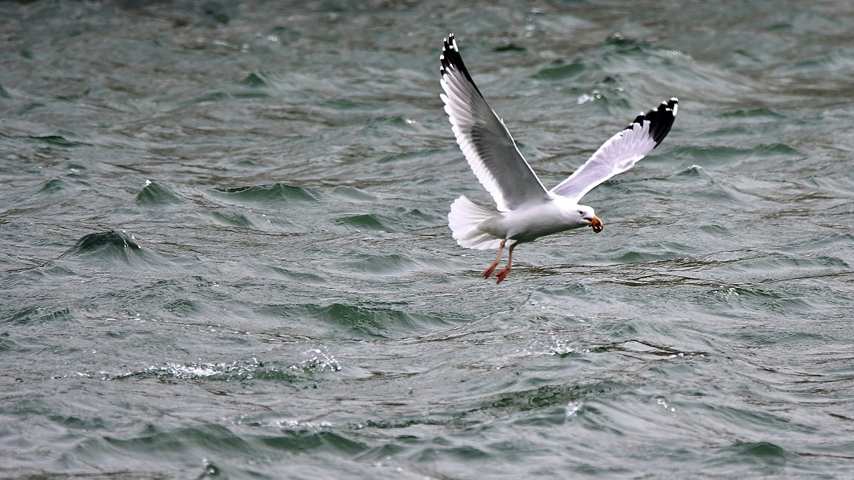 【视觉光影】银鸥飞舞（52）