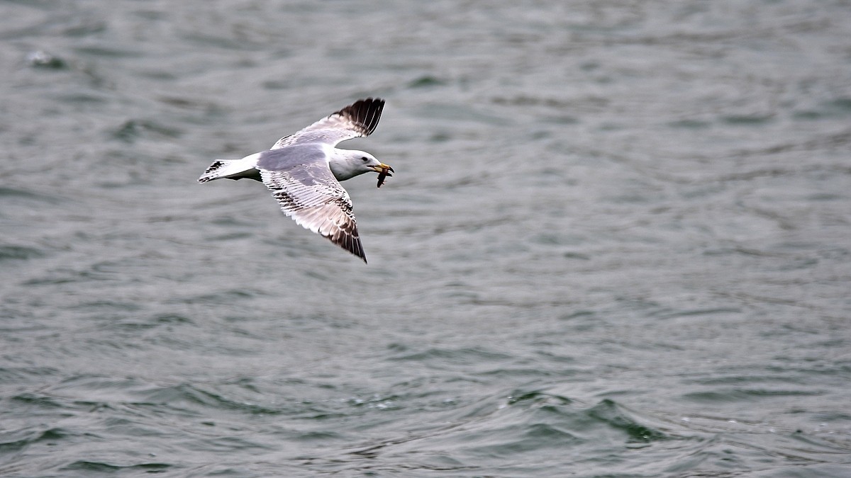 【视觉光影】银鸥飞舞（52）