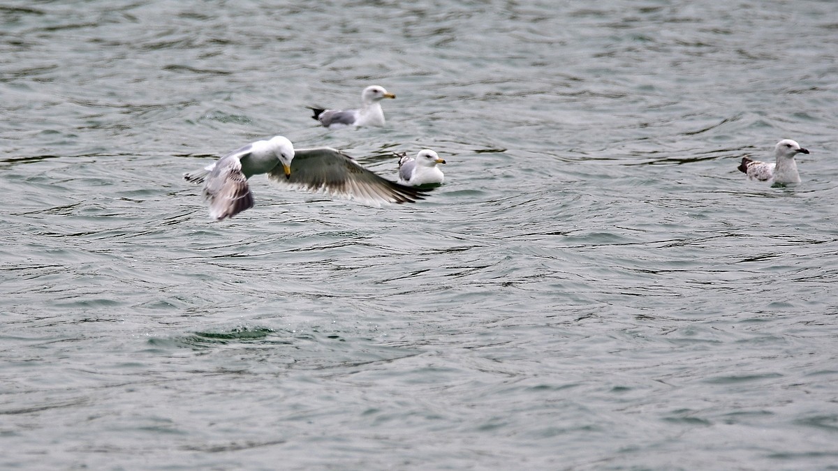 【视觉光影】银鸥飞舞（52）