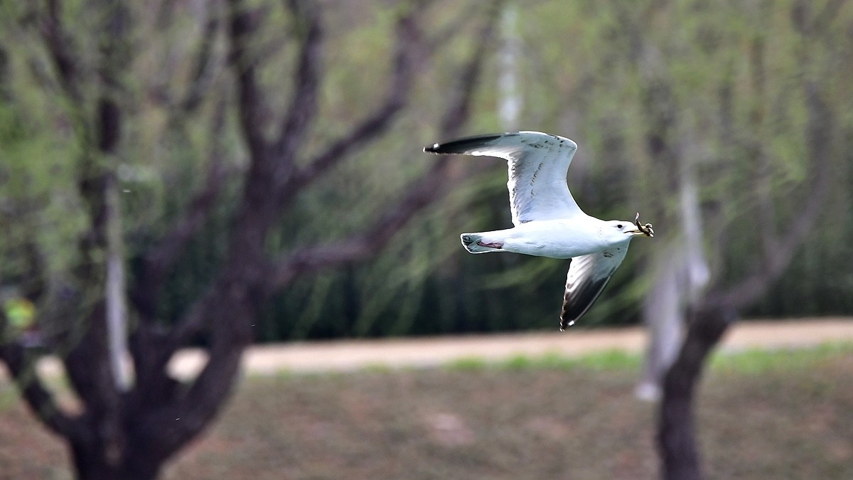 【视觉光影】银鸥飞舞（52）