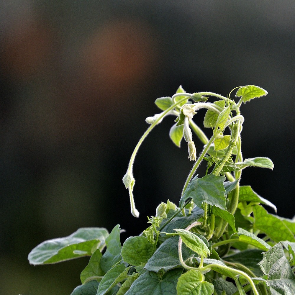 抱团向上不分离1