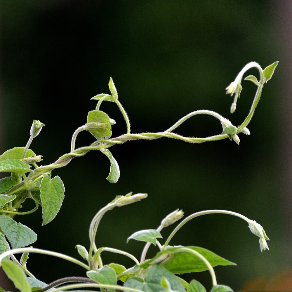 抱团向上不分离1
