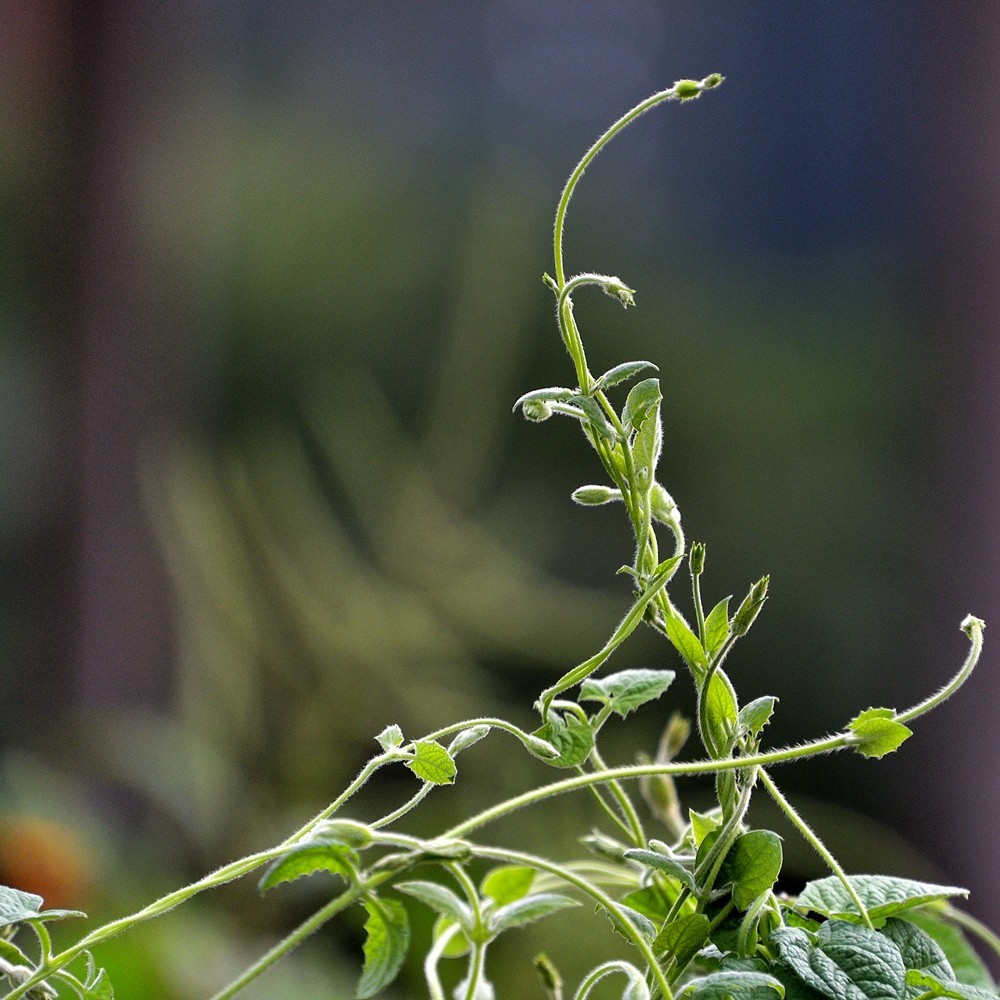 抱团向上不分离1