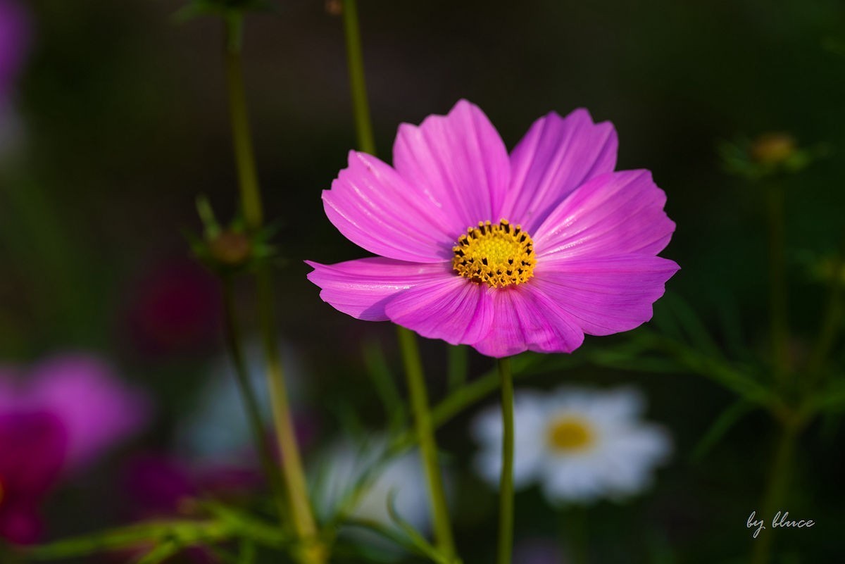 世博文化园随拍