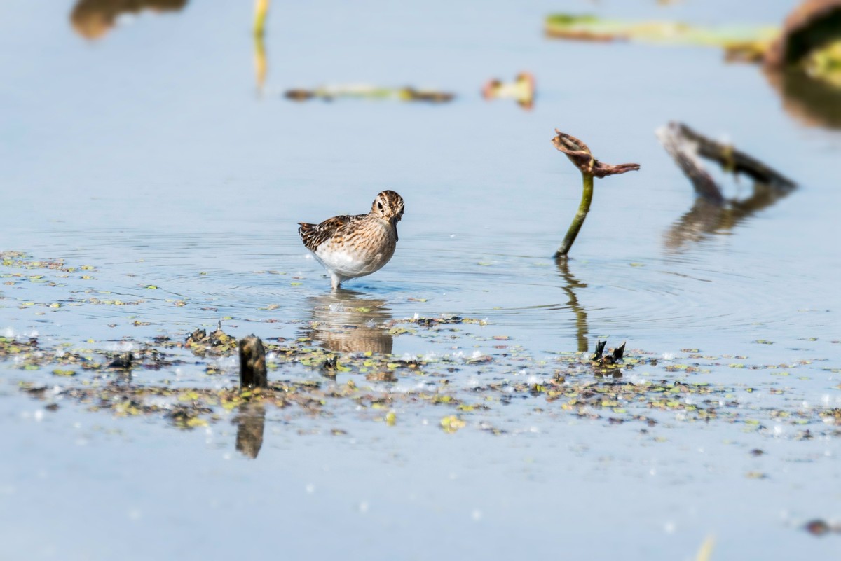 长趾滨鹬（五）