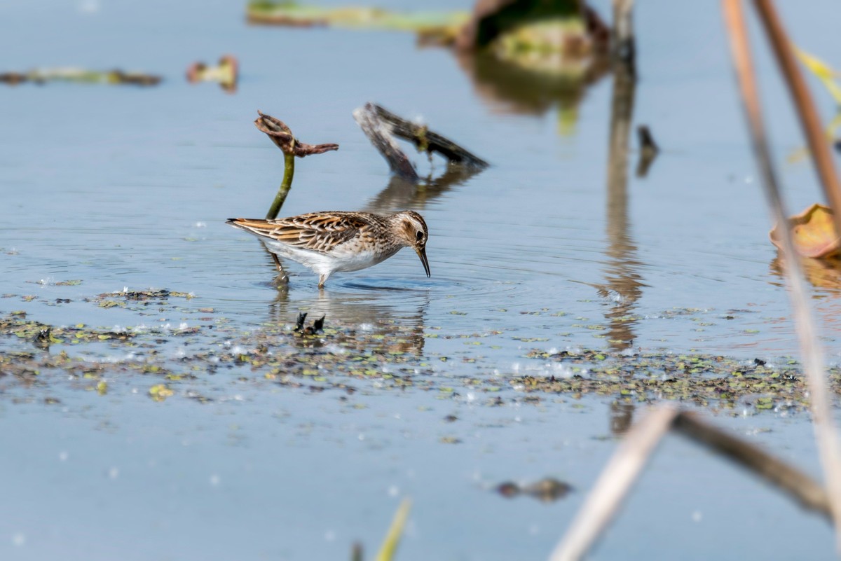 长趾滨鹬（五）