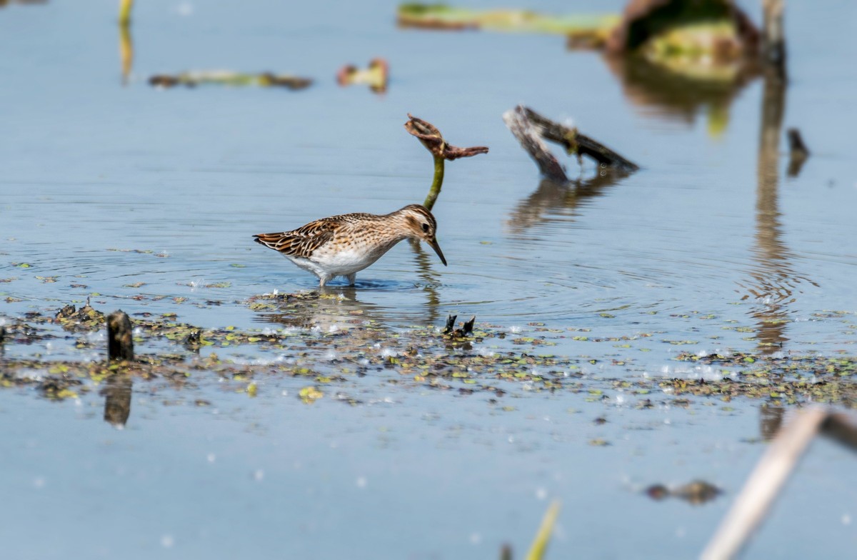 长趾滨鹬（五）