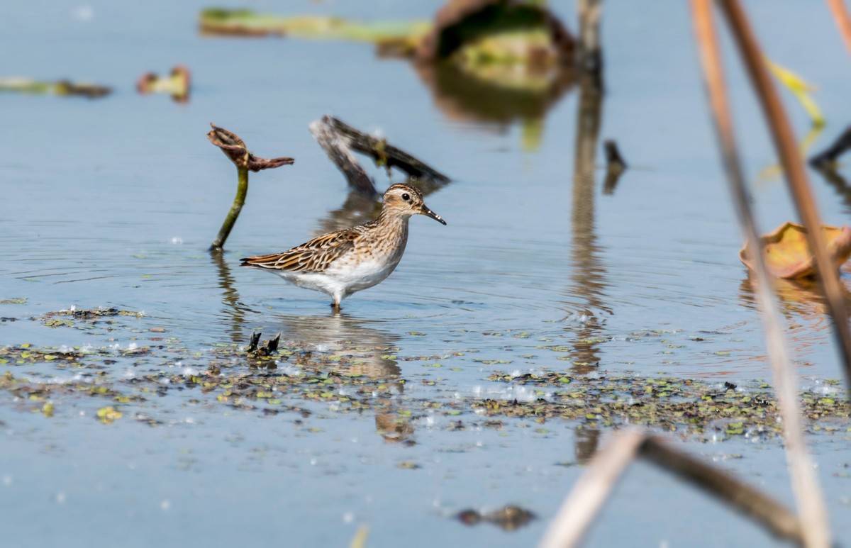 长趾滨鹬（五）
