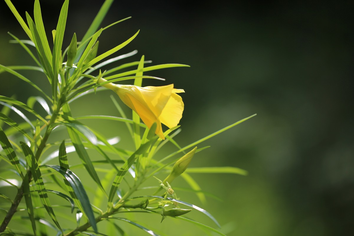 06.02花都人民公园随拍