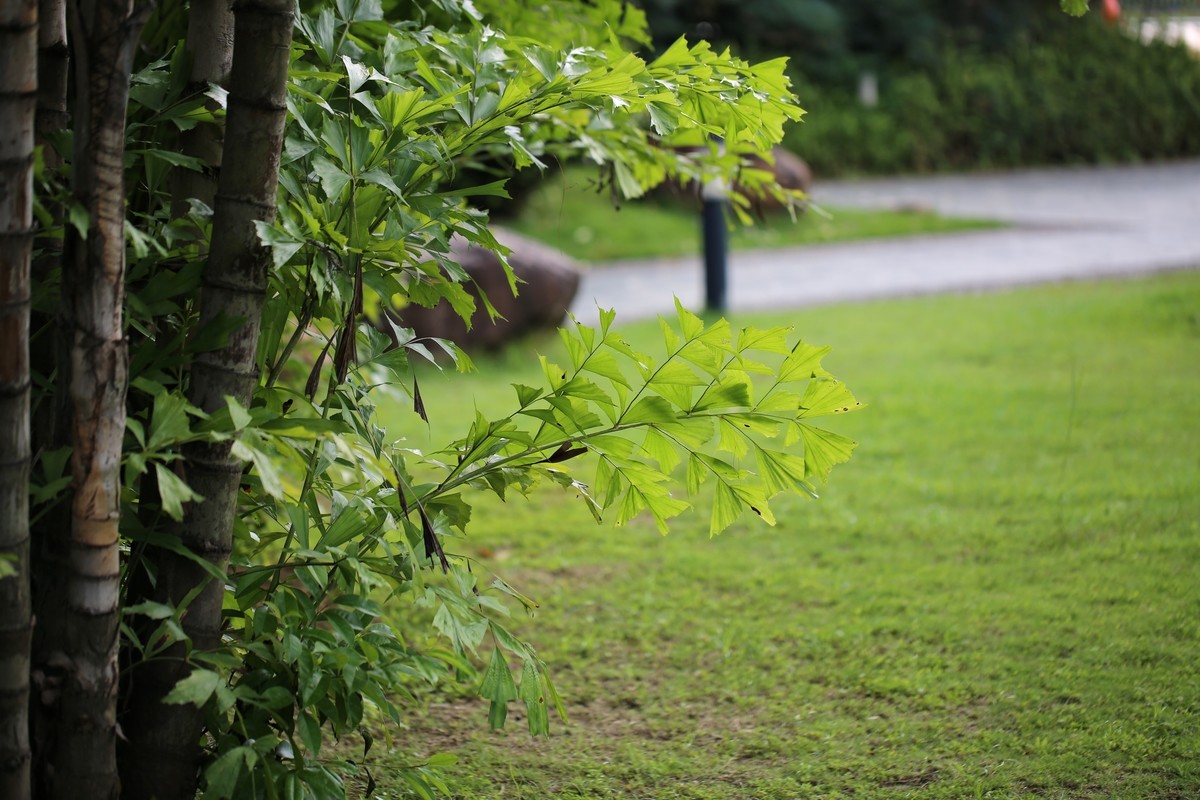 06.02花都人民公园随拍