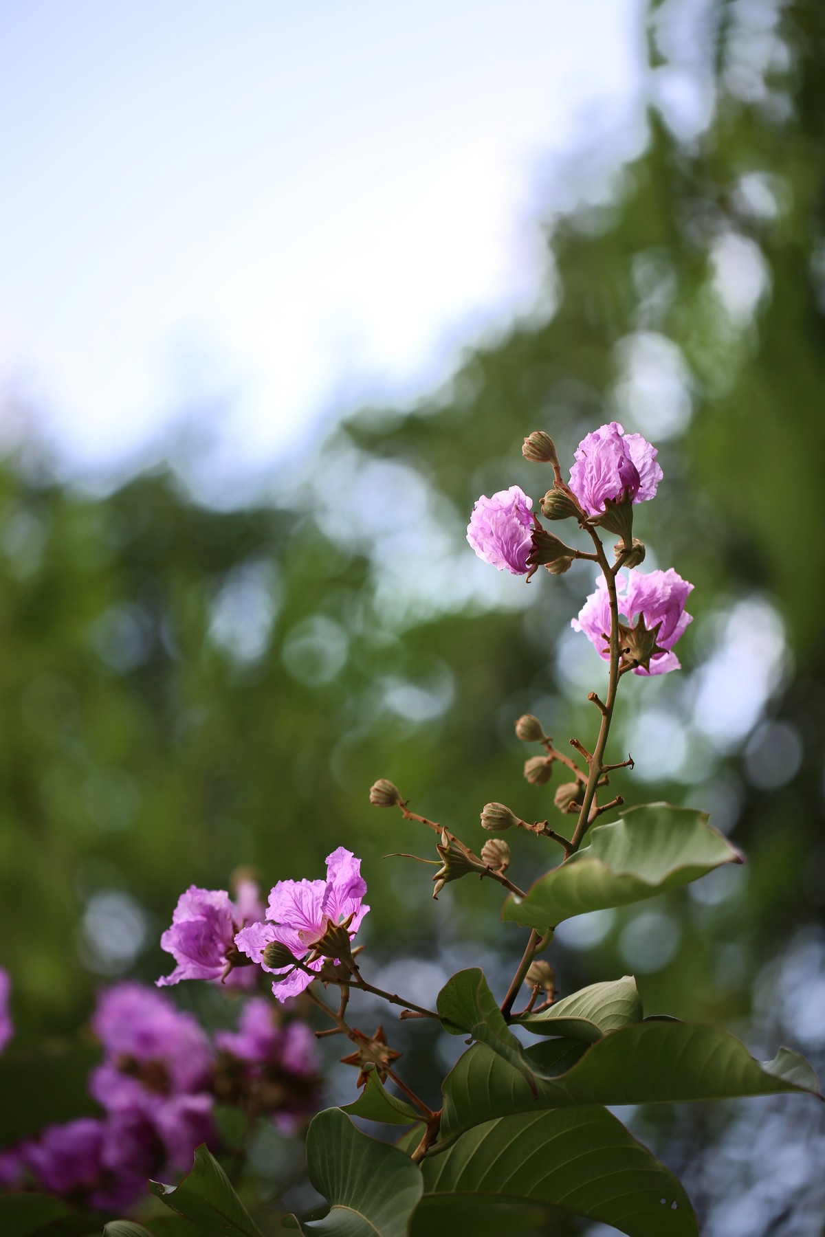 06.02花都人民公园随拍