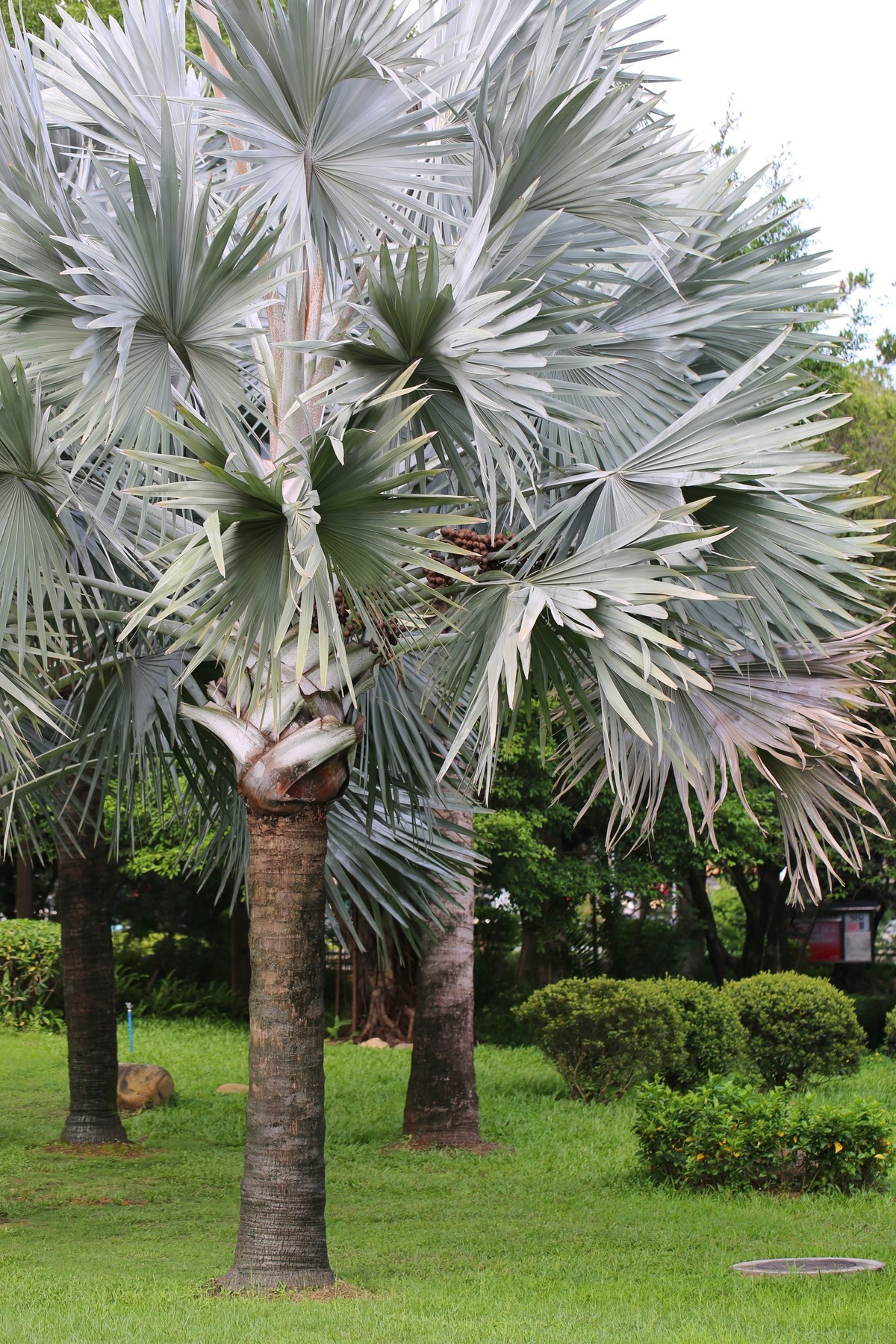06.02花都人民公园随拍