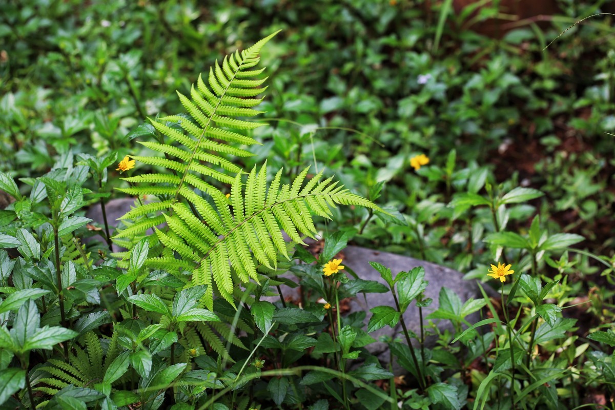 06.02花都人民公园随拍