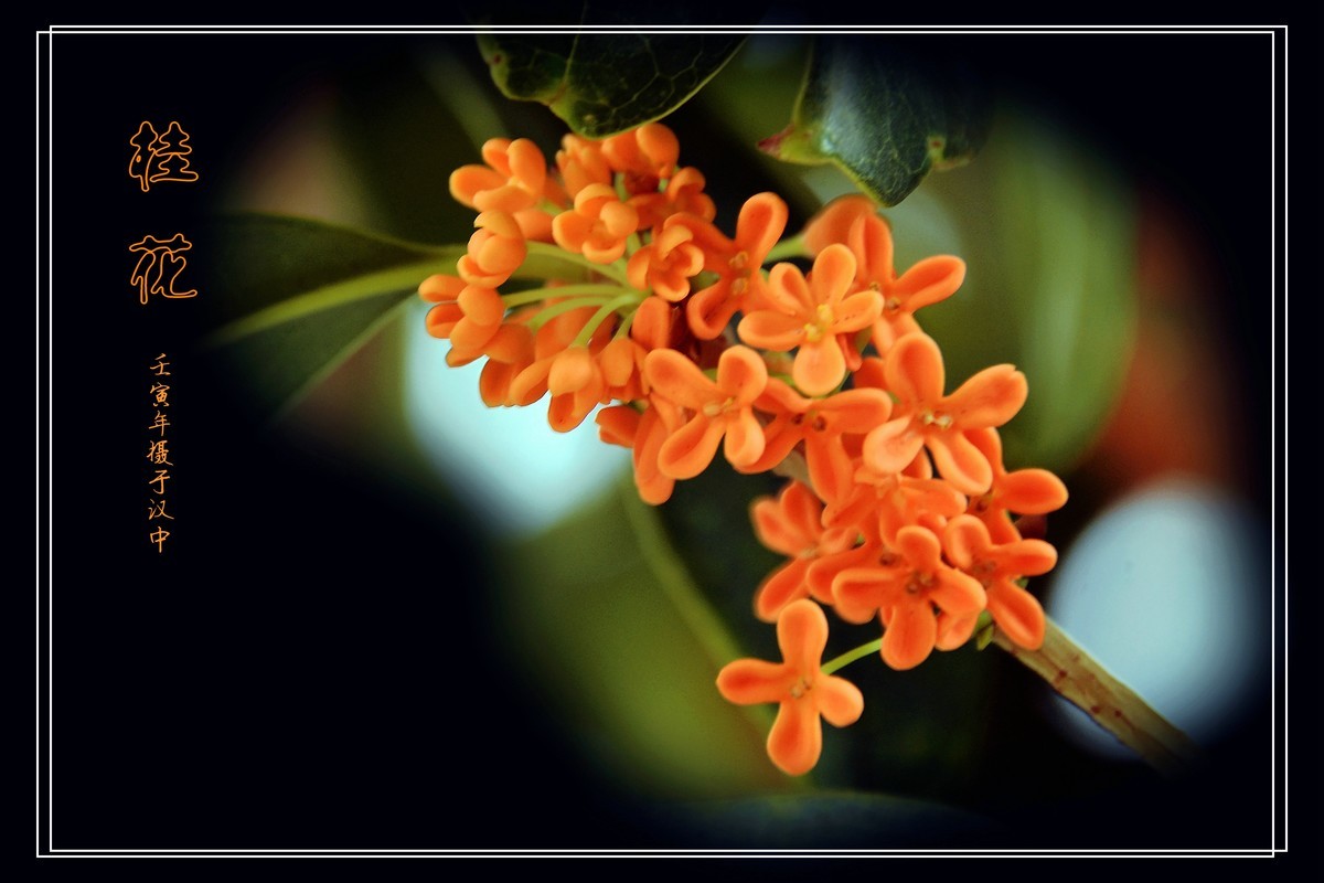 桂花飘香（2022269）