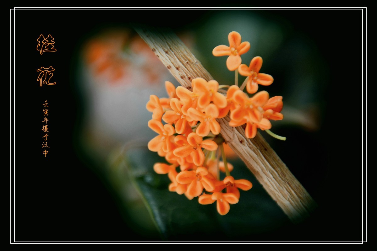 桂花飘香（2022269）