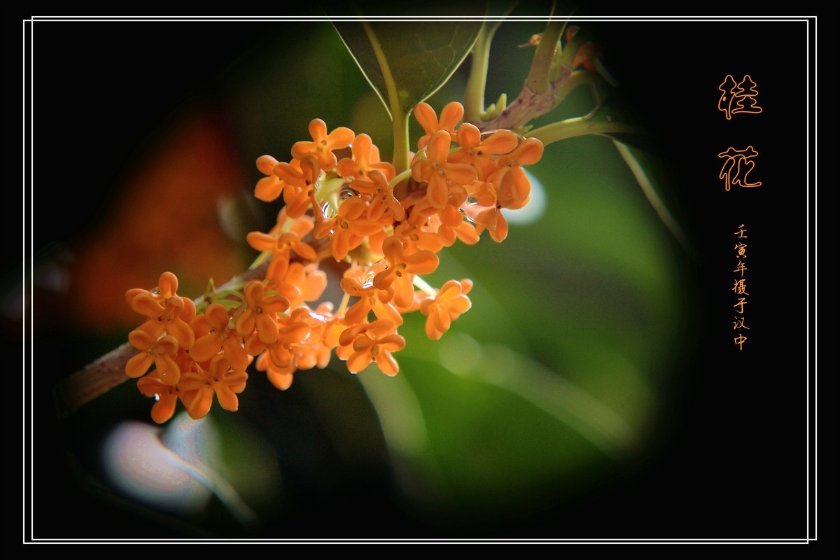 桂花飘香（2022269）