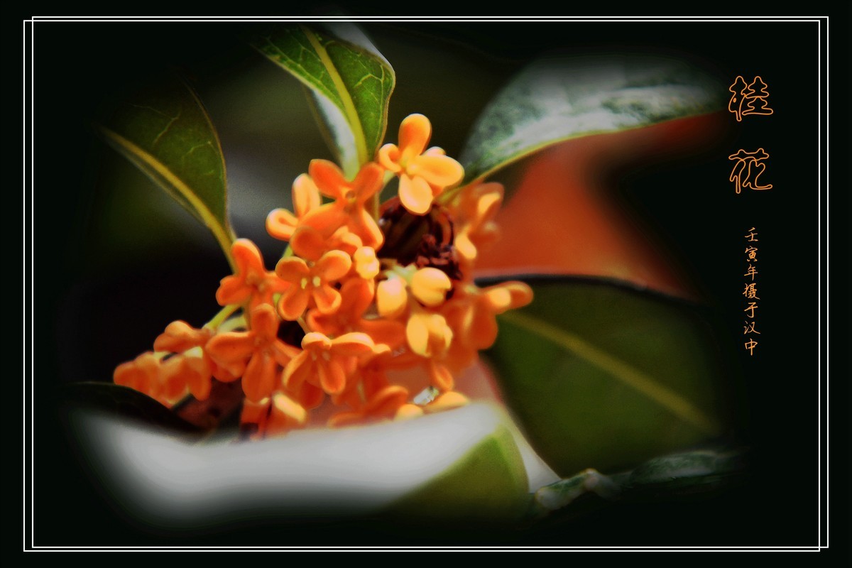 桂花飘香（2022269）