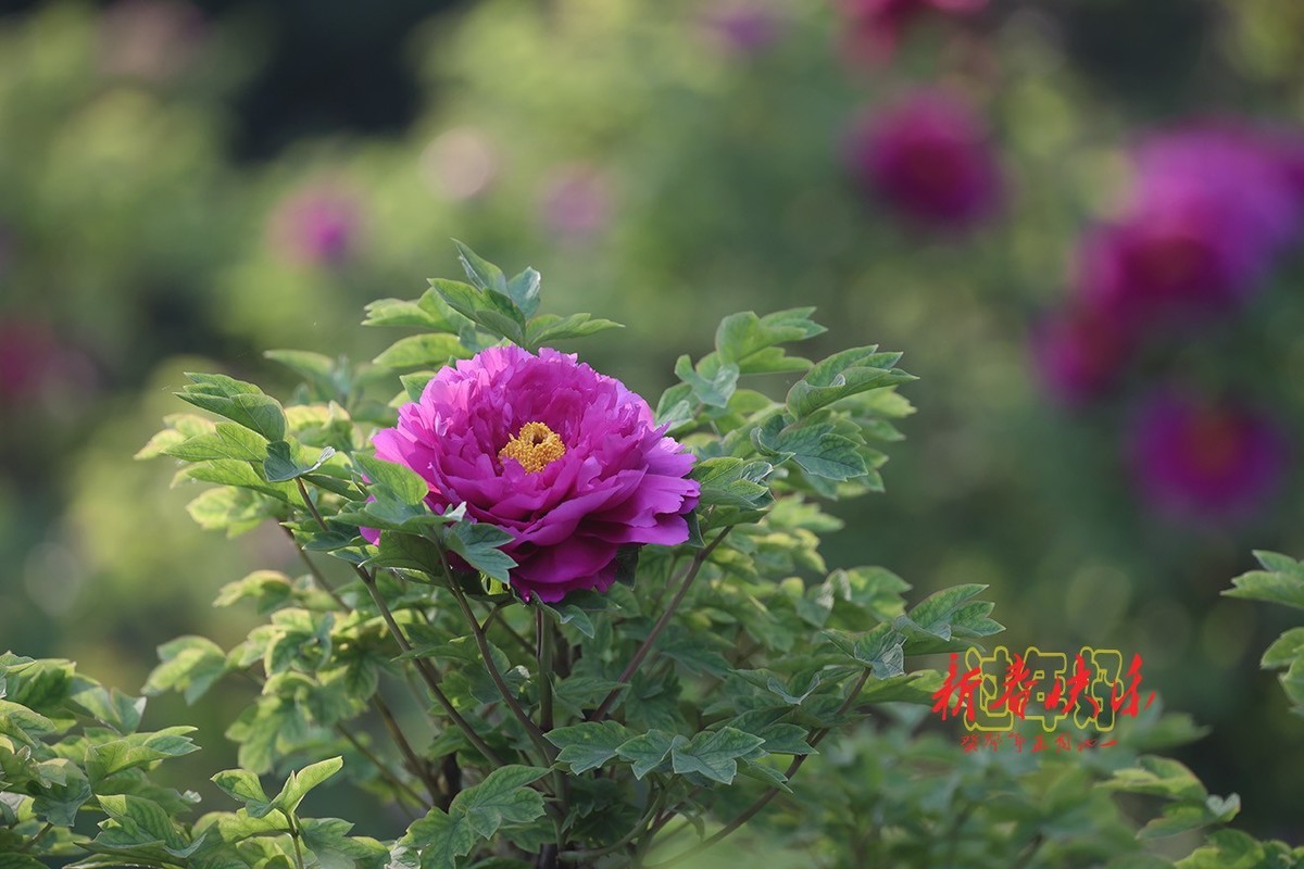 过年好，新春快乐！3【2023-0066】