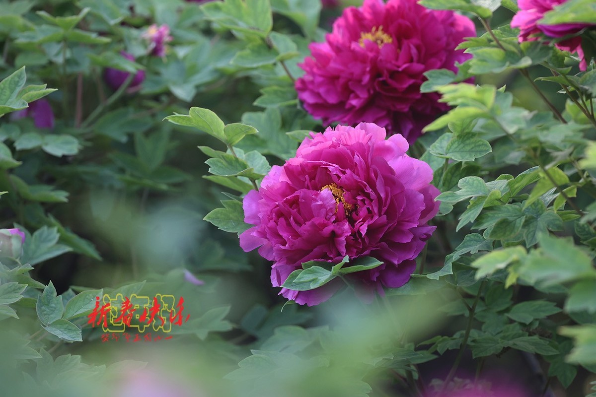 过年好，新春快乐！3【2023-0066】