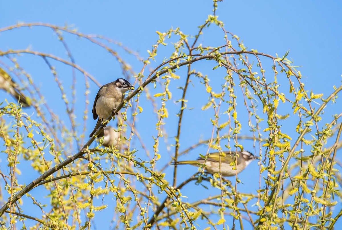 白头鹎鸟（十五）
