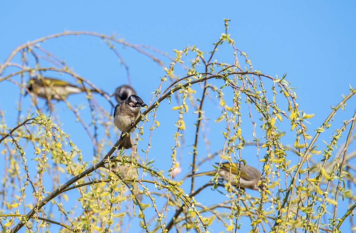 白头鹎鸟（十五）