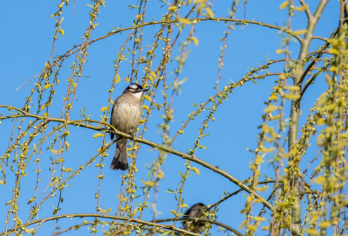 白头鹎鸟（十五）