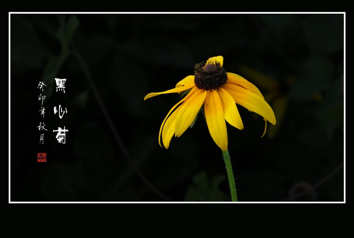 鲜艳漂亮的黑心菊