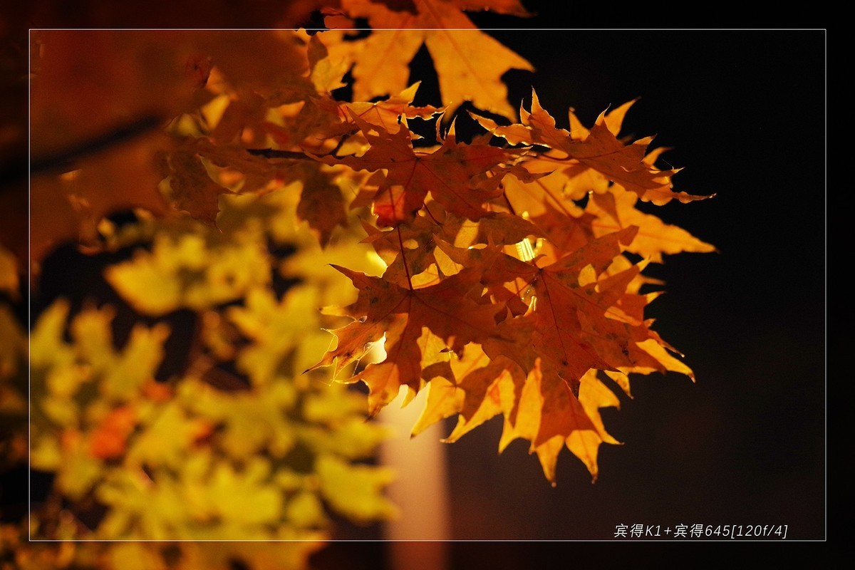 秋季最后的精灵