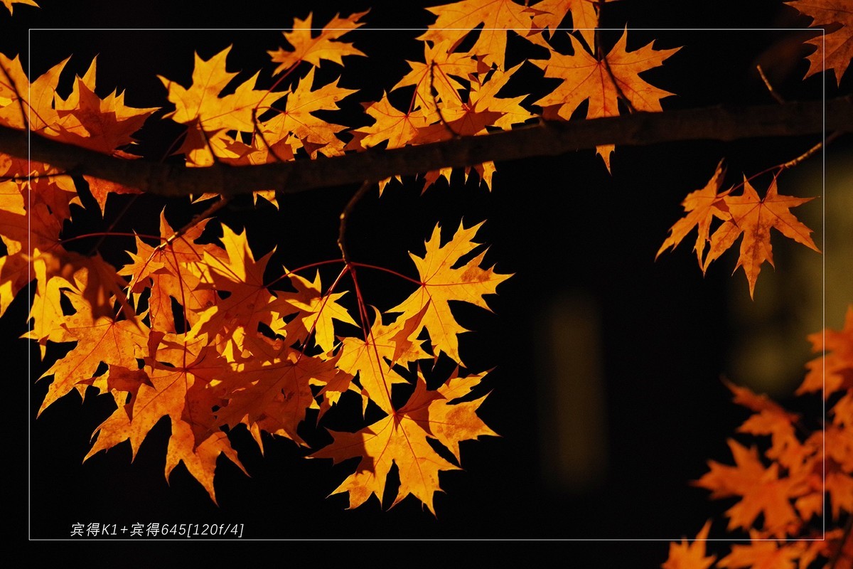 秋季最后的精灵