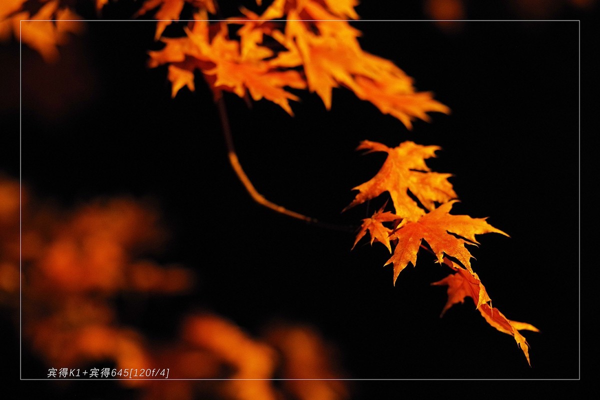 秋季最后的精灵