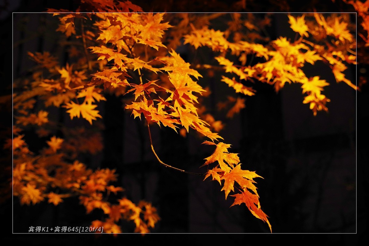 秋季最后的精灵