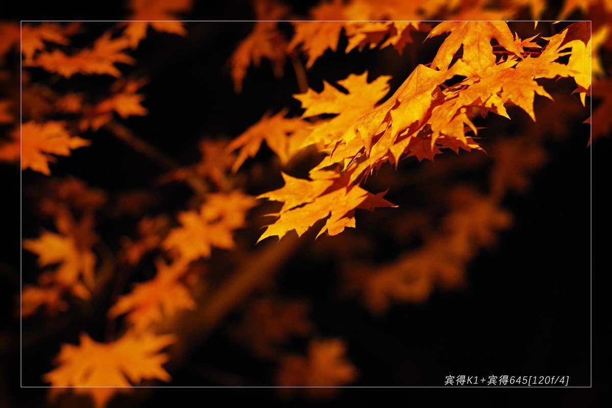 秋季最后的精灵...