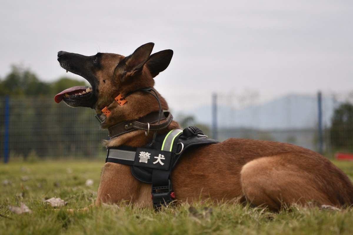 警犬工作图片