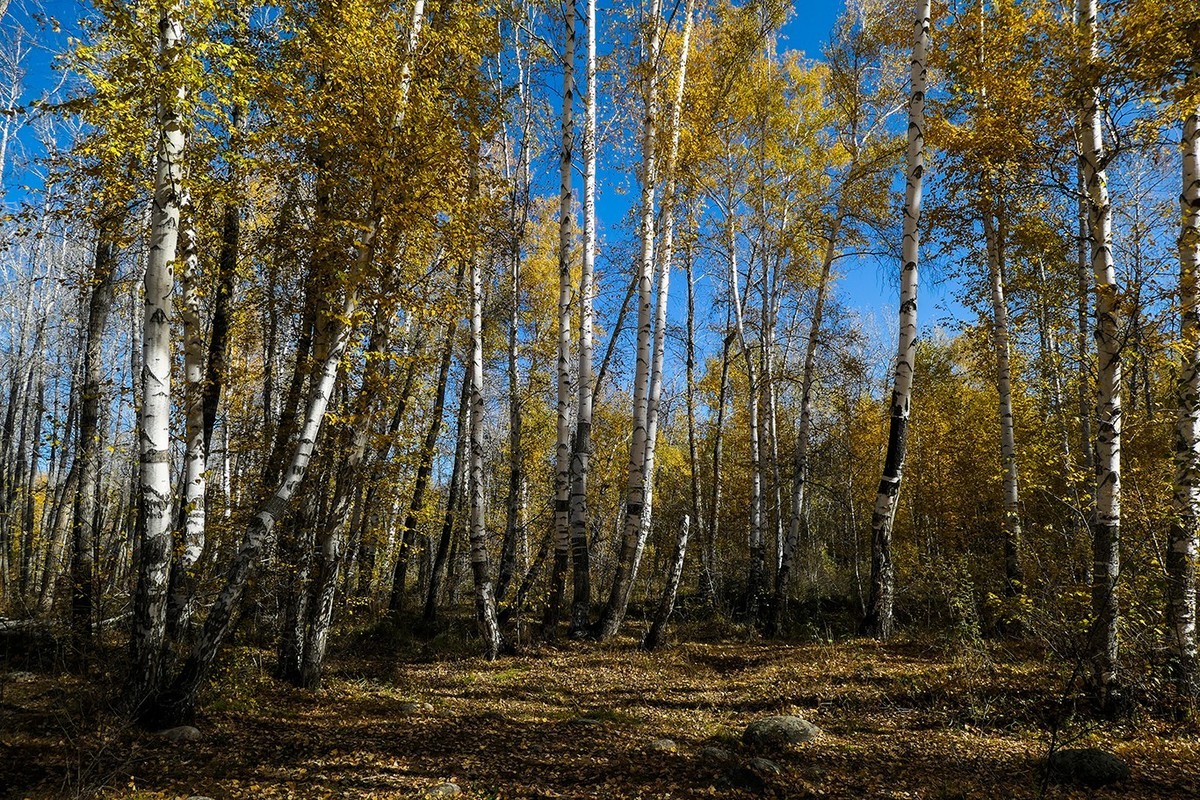 新疆阿勒泰红山公园随拍