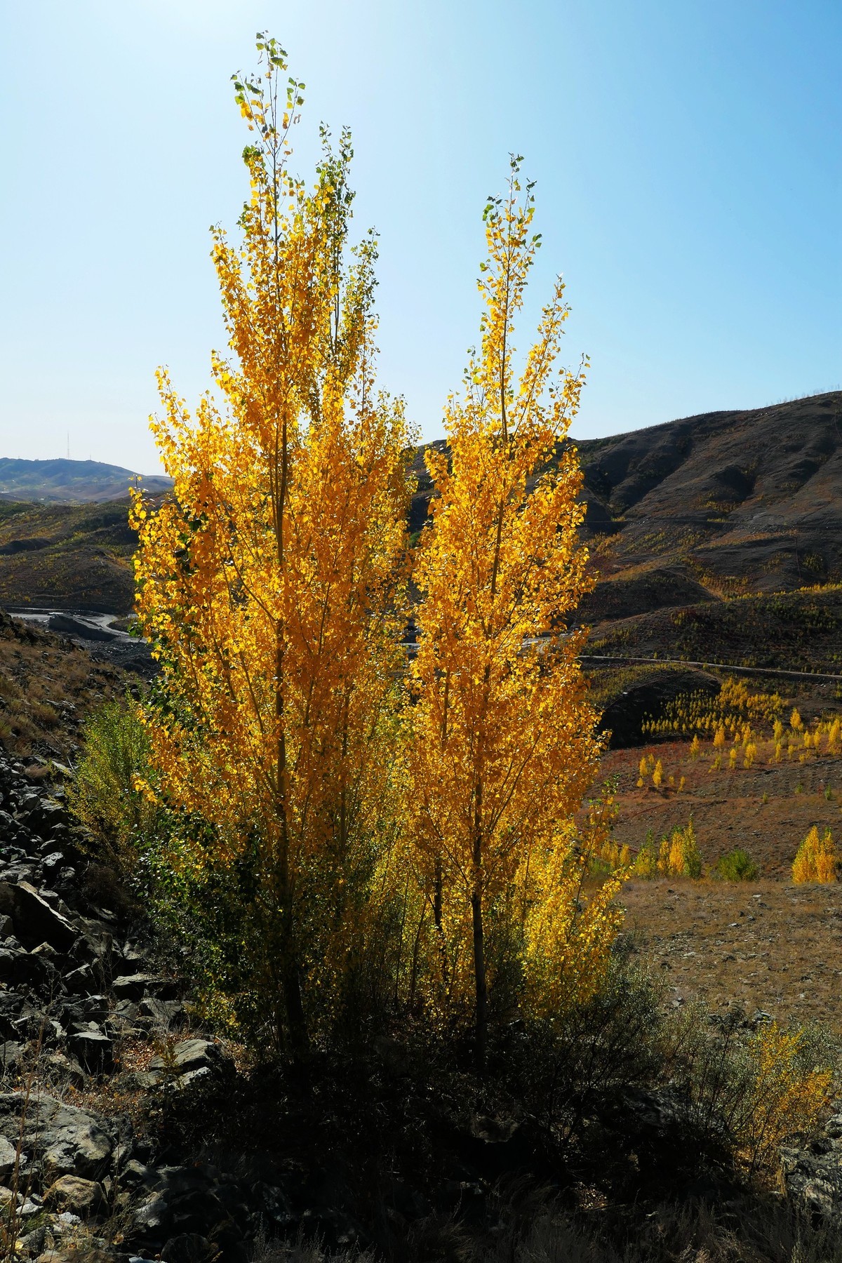新疆阿勒泰红山公园随拍