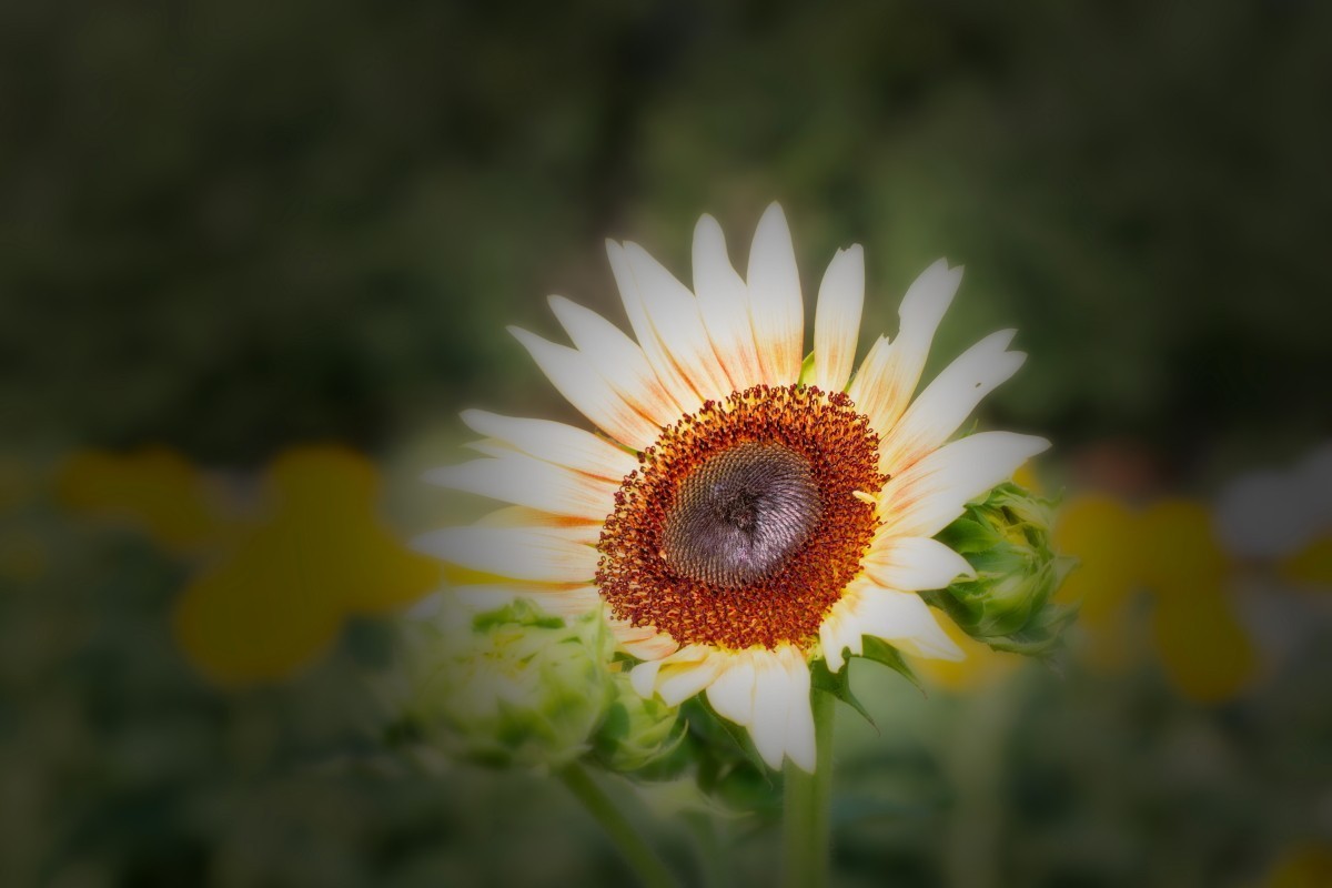 请假贴 (植物园拍向日葵 29)