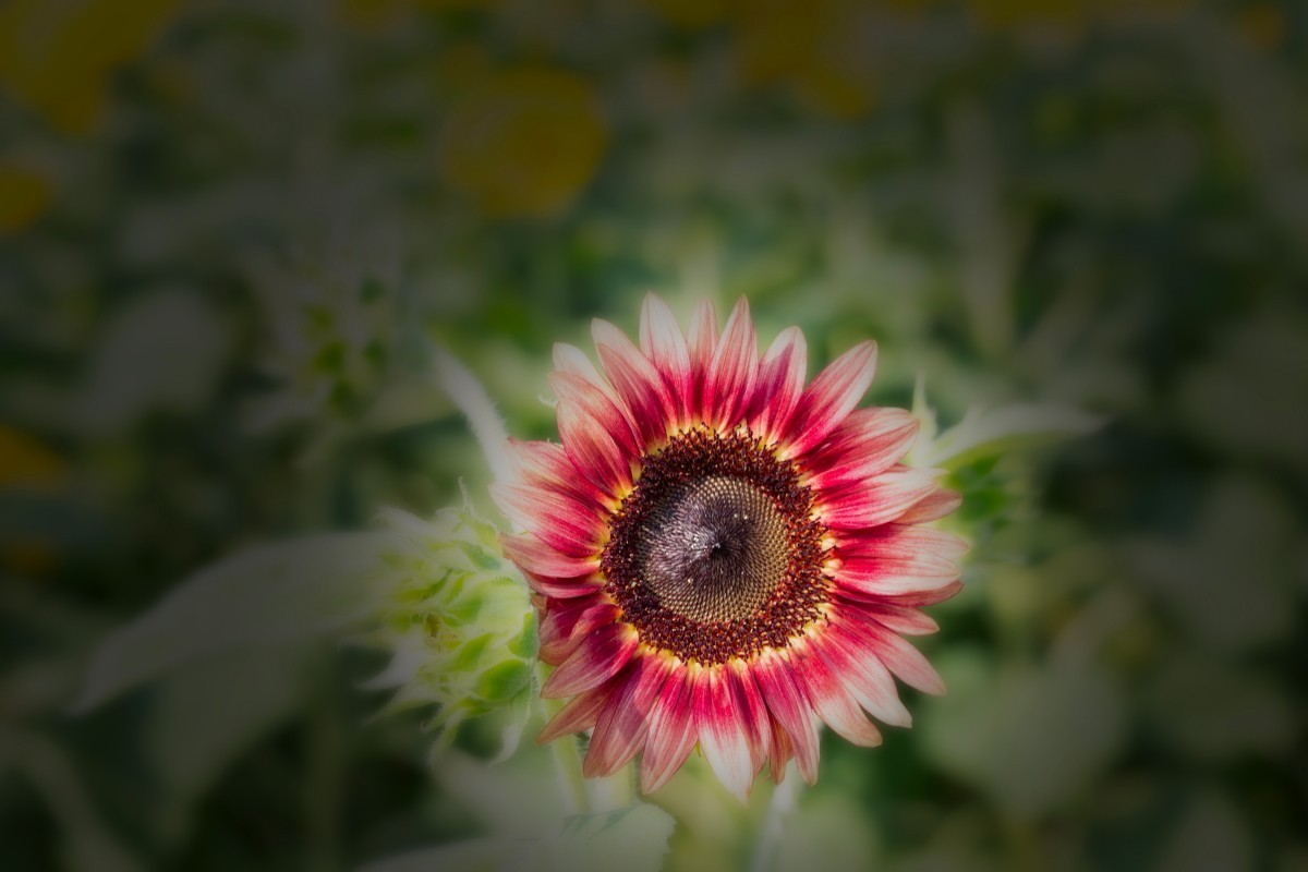 请假贴 (植物园拍向日葵 29)