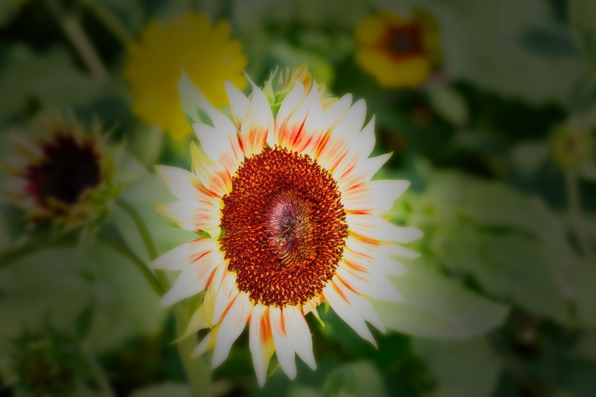 请假贴 (植物园拍向日葵 29)