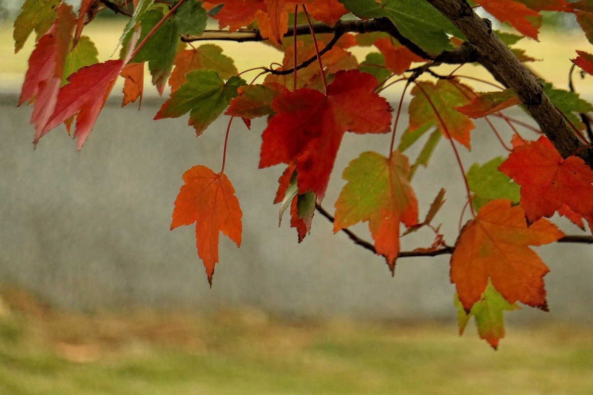 文华学院拍红枫