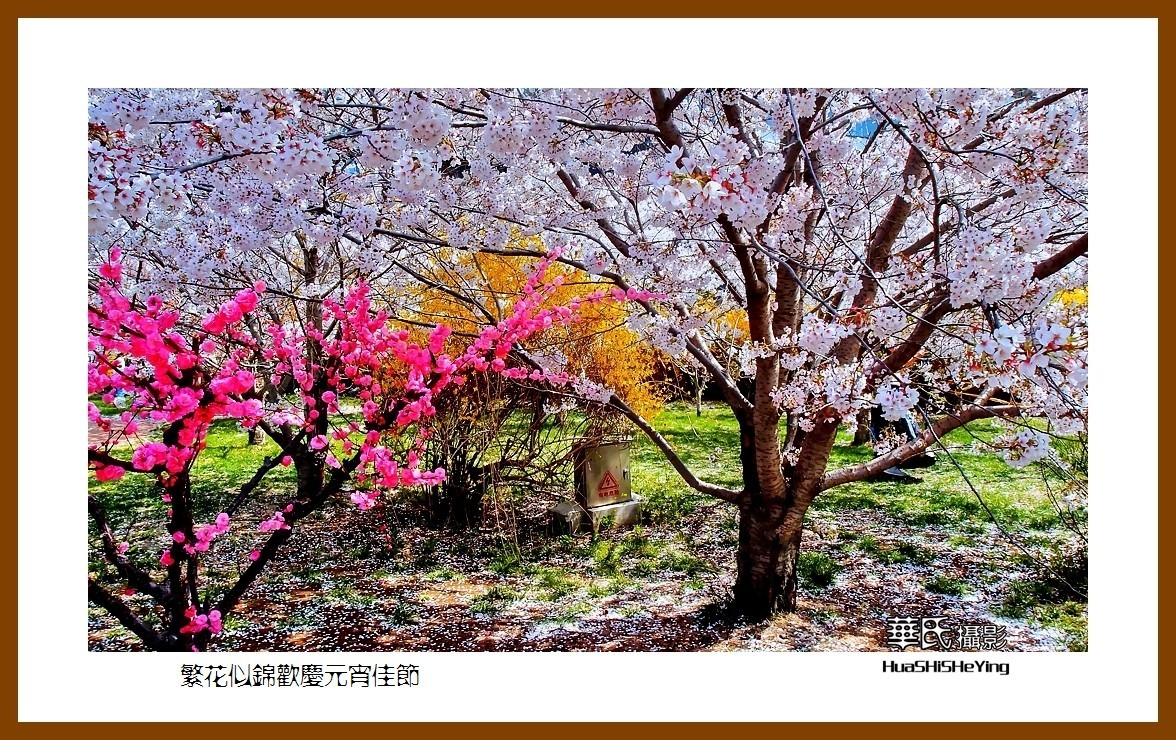 色眼看花——繁花似锦欢庆元宵佳节