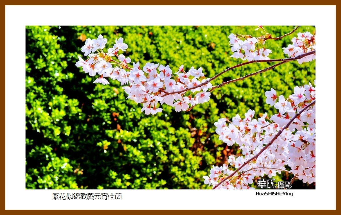 色眼看花——繁花似锦欢庆元宵佳节