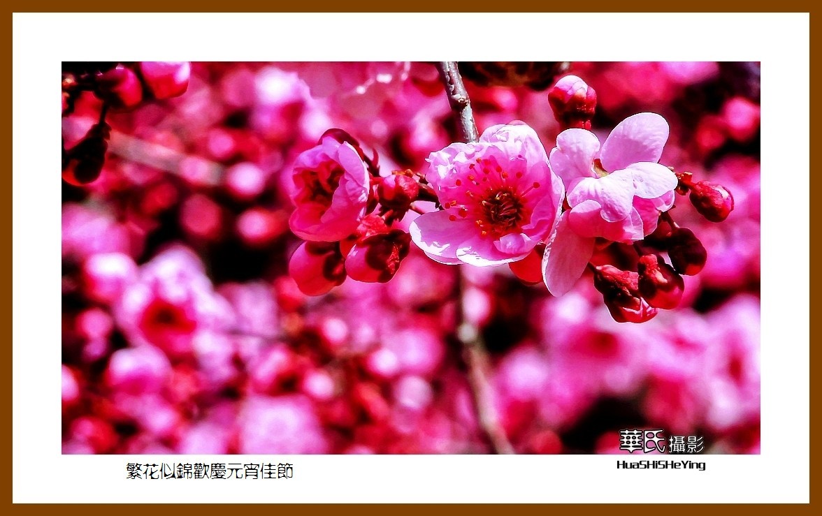 色眼看花——繁花似锦欢庆元宵佳节